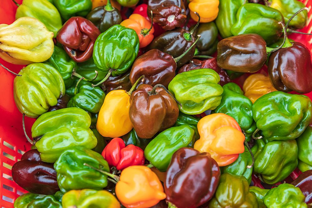 The Bronx-New York-USA Multi colored bell peppers for sale art print by Emily Wilson for $57.95 CAD